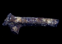 藏品(鹿角)的圖片